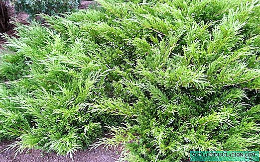 Juniper - a shrub or tree, how to propagate and plant it