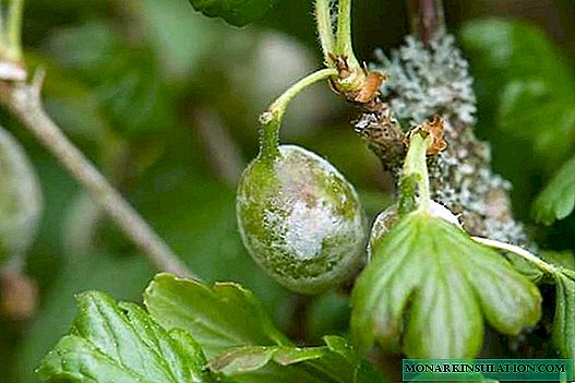 Powdery mildew on gooseberries - measures to combat white bloom