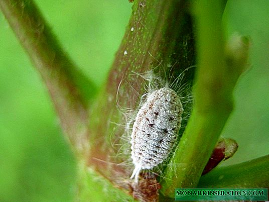 Mealybug - how to fight on indoor plants