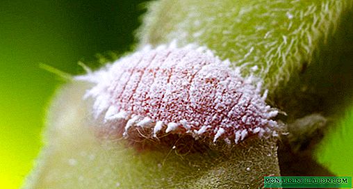 Mealybug on an orchid: how to get rid of pests and remedies