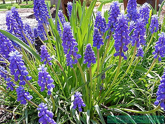 Muscari الزهور - الأصناف والأنواع ، زراعة