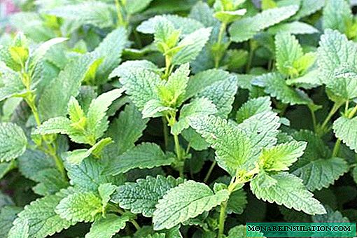 Mint and lemon balm - differences, which is better