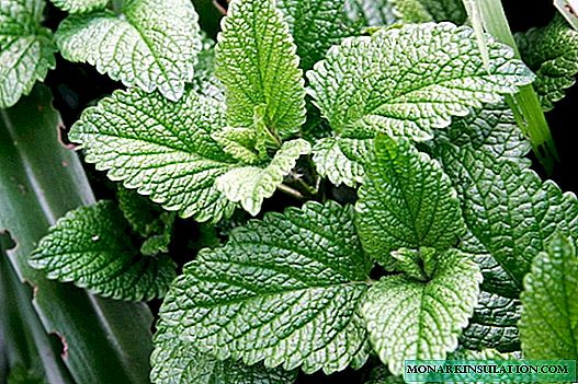 ペパーミント（Mentha Piperita）-植物の説明