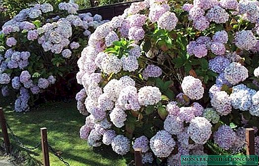 What year does hydrangea bloom after planting?