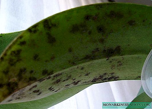 On the orchid spots on the leaves - what to do