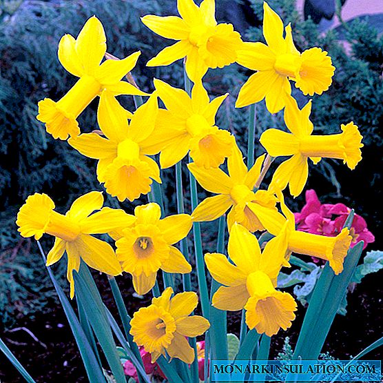 Flor de narciso: especies tubulares amarillas, blancas, rosadas