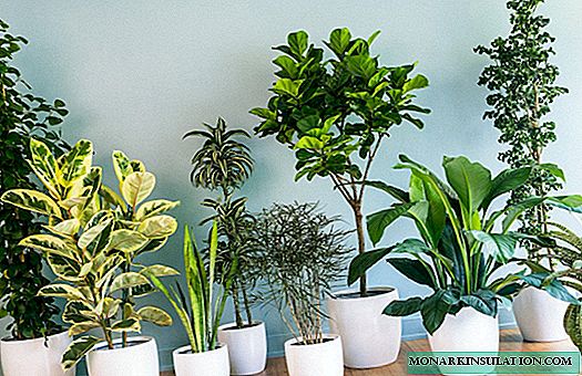 Zamišljene sobne biljke i tropsko cvijeće