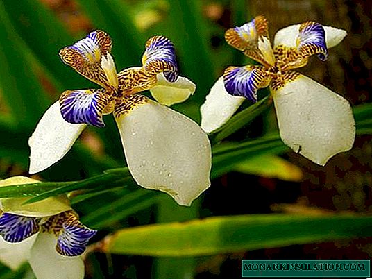 Neomarica walk iris: chăm sóc tại nhà và ví dụ về các giống phổ biến