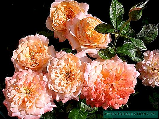 Rosas continuamente florescendo são as variedades mais bonitas