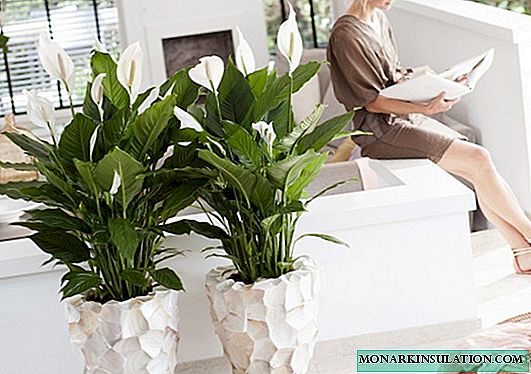Unpretentious indoor plants blooming all year round