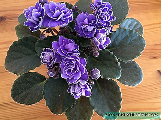 Violet Ness Crinkle Blue - növényi tulajdonságok