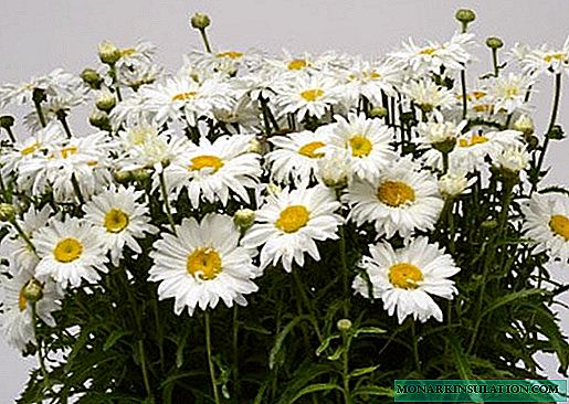 Leucanthemum vulgare - planting and care in the open ground