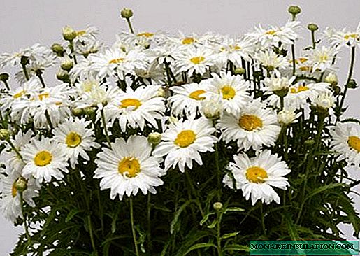 Leucanthemum vulgare - ültetés és gondozás nyílt terepen