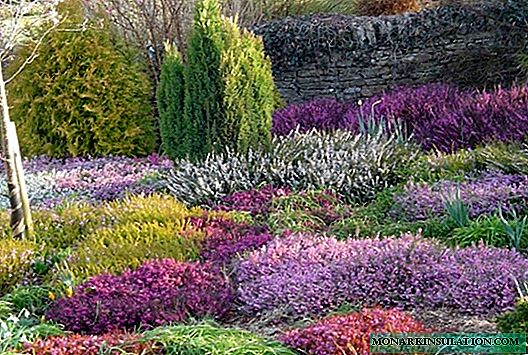 Arbustos de crescimento baixo - flores decíduas e decorativas para o jardim