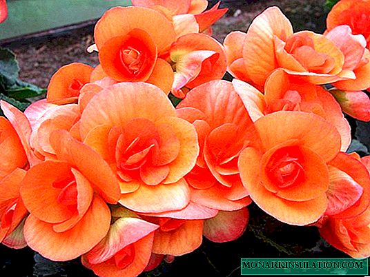 Do I need to pinch begonia and how to do it