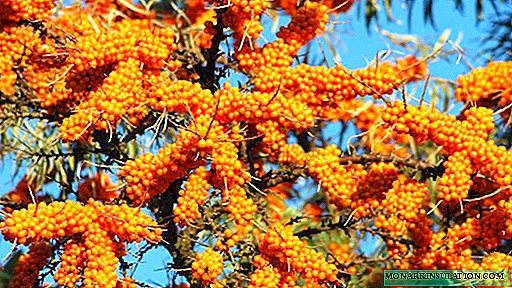 Is sea buckthorn a tree or a shrub? Growing sea buckthorn at home