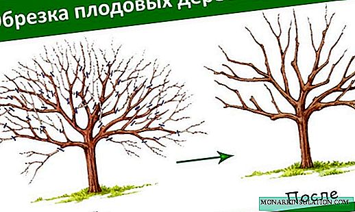 تشذيب الأشجار - كيفية تقليم شتلات الفاكهة في الربيع