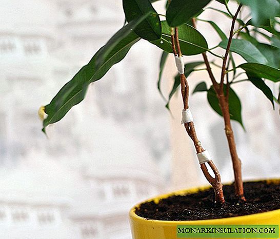 Élagage de Benjamin Ficus à la maison