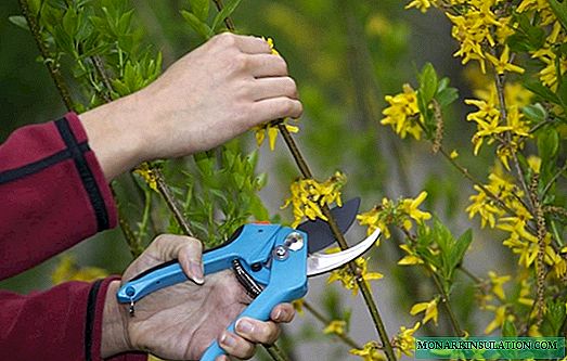 Forsythia pruning - how and when to do it