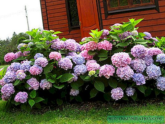 Pruning hydrangea paniculata, tree-like and large-leaved in spring and autumn