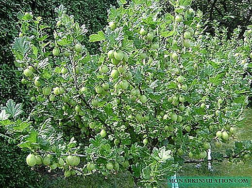 Gooseberry pruning in spring, summer and autumn