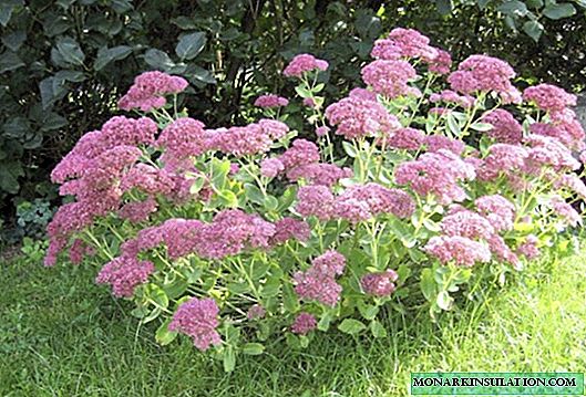 Stonecrop prominent - varieties, planting and care