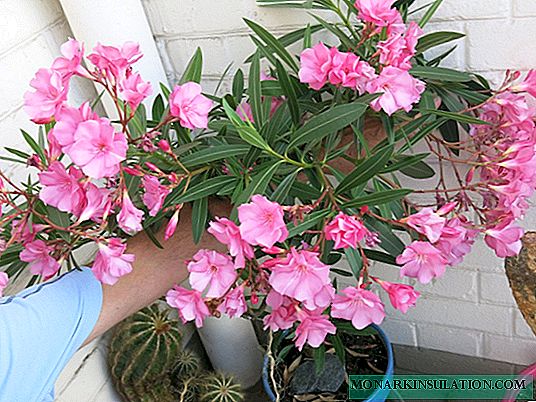 Oleander Flower - Cuidado del hogar