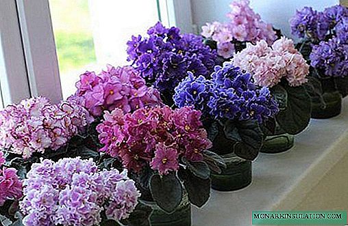 Penerangan bunga pelbagai jenis Violet mewah