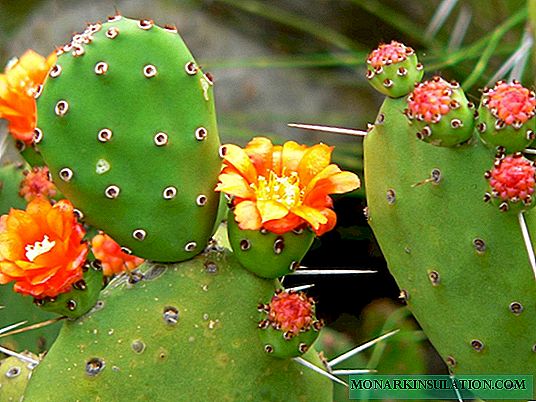 Prickly pear cactus: examples for the care and propagation of plants