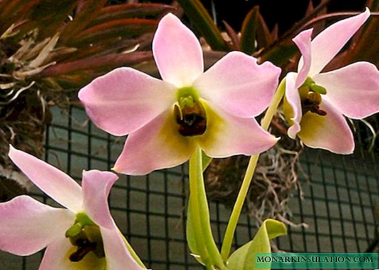 Orchidée dendrobium: options de soins et de reproduction à domicile