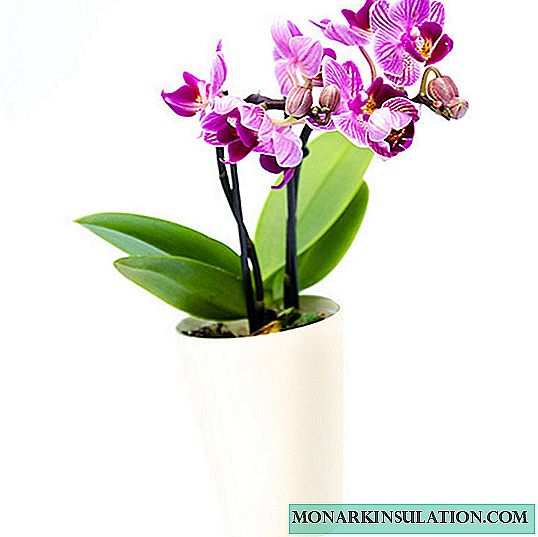 Phalaenopsis orchid: the main types and options for home care