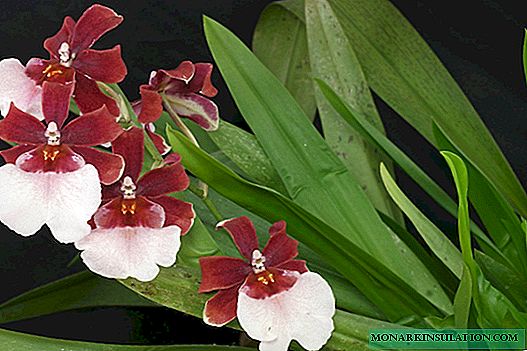 Cumbria orchid: penjagaan dan penyelenggaraan di rumah