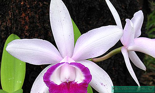 Orchidée Cattleya: options de soins à domicile et méthodes d'élevage