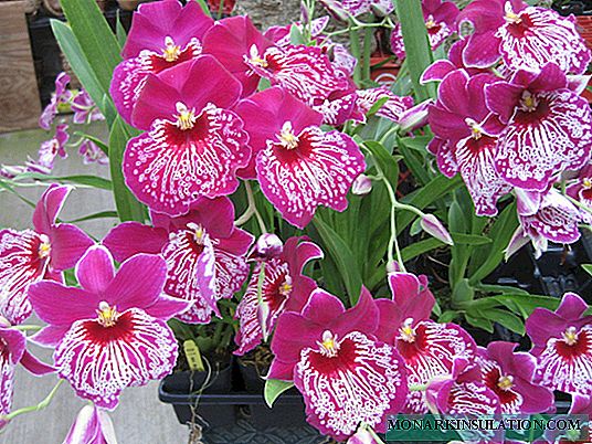 Orhideja miltonija: mogućnosti presađivanja kuće i njege cvijeća
