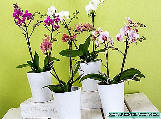 Orchidee is vervaagd - wat nu te doen met de plant