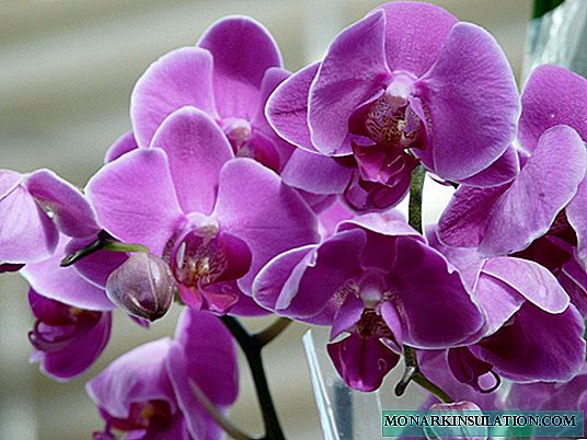 Orchidee blühte, was mit dem Pfeil zu tun ist: Optionen für Pflege und Schnitt