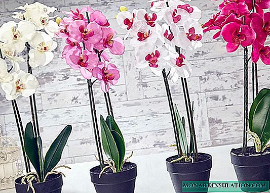 Orchid - penjagaan rumah selepas berbunga