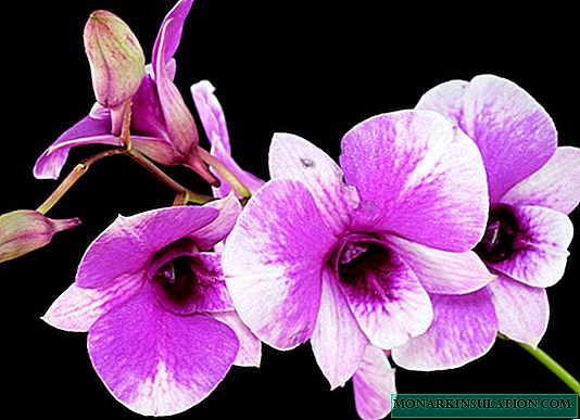 Cuidado de orquídeas en el hogar: opciones para reproducir y plantar una flor