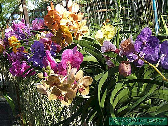 Orchid vanda: les principales variétés et options pour les soins à domicile
