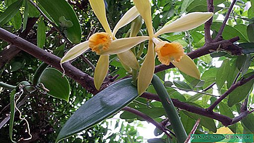 Baunilha da orquídea: os principais tipos e opções de atendimento domiciliar