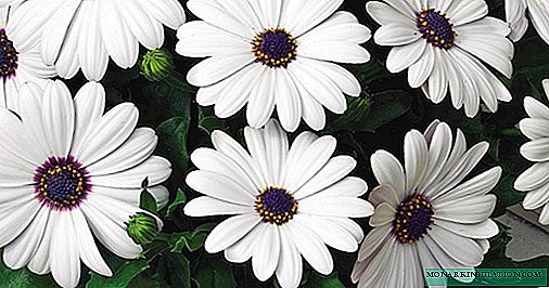 ओस्टियोस्पर्म फूल - किस्में और किस्में