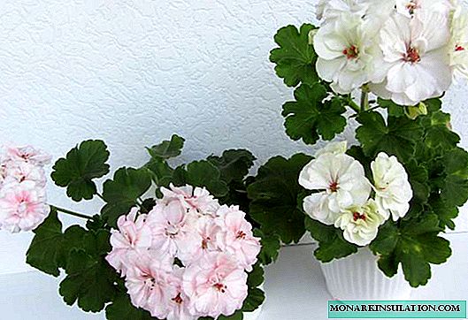 Pelargonium PAC Viva Madeleine, Carolina y otras variedades