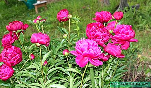 Peony Felix Crousse - planting and care