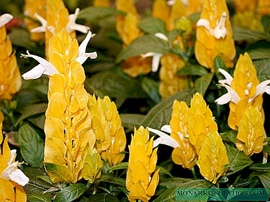 パキスタチスの黄色と赤-植物の世話をする方法
