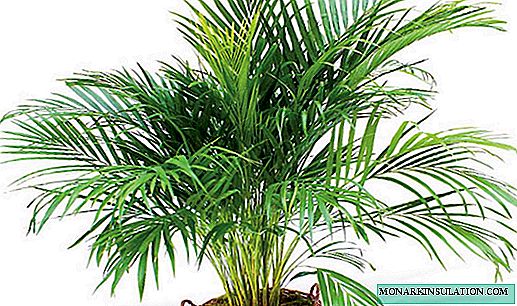 Palmių areca chrysalidocarpus - priežiūra namuose