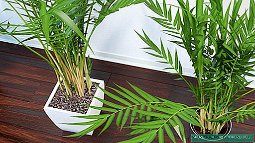 Ареца палма - како се бринути за биљку