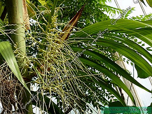 Areca palm - home care and breeding