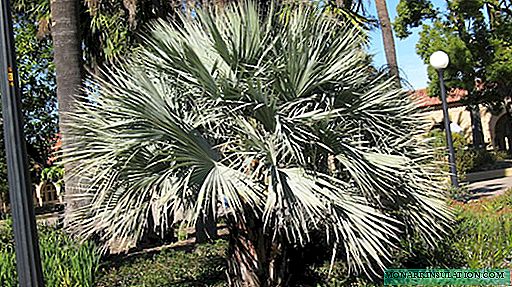 Inicio Palm - Flor exótica en maceta