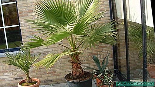 Palm tree washington - cuidado en el hogar