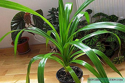 Pandanus - flor de palma espiral en casa
